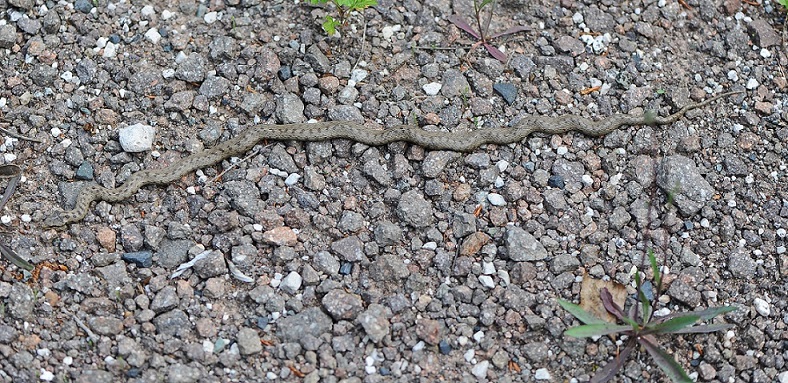 Colubro liscio